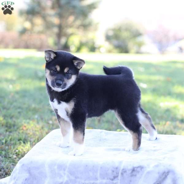 Daisy, Shiba Inu Puppy